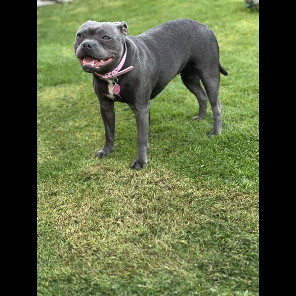 Staffordshire Bull Terrier