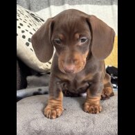 Dachshund (Miniature Smooth Haired)