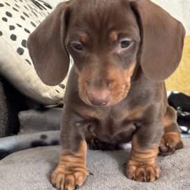 Dachshund (Miniature Smooth Haired)