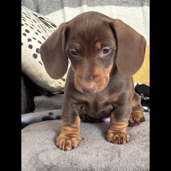 Dachshund (Miniature Smooth Haired)