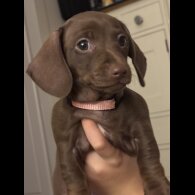 Dachshund (Miniature Smooth Haired)