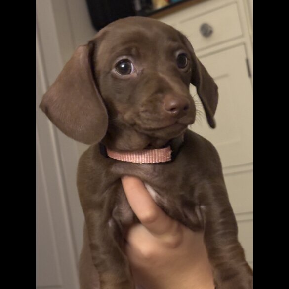 Dachshund (Miniature Smooth Haired)