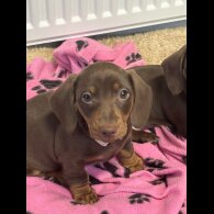 Dachshund (Miniature Smooth Haired)