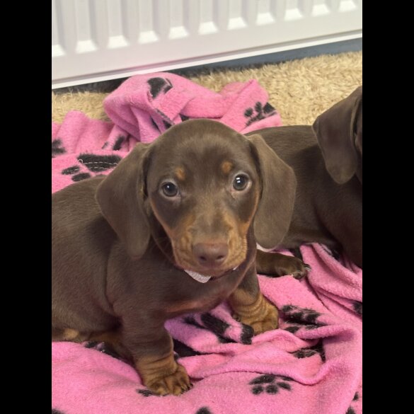 Dachshund (Miniature Smooth Haired)