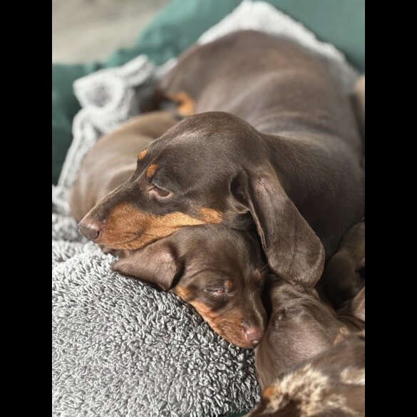 Dachshund (Miniature Smooth Haired)