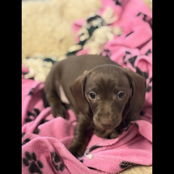 Dachshund (Miniature Smooth Haired)