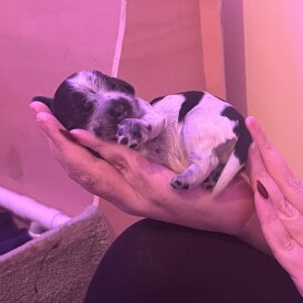 Cocker Spaniel (Show)