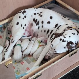 Dalmatian