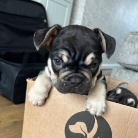 French Bulldog