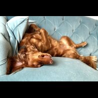 Cocker Spaniel (Working)