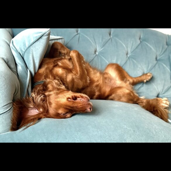 Cocker Spaniel (Working)