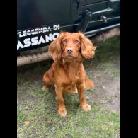 Cocker Spaniel (Working)