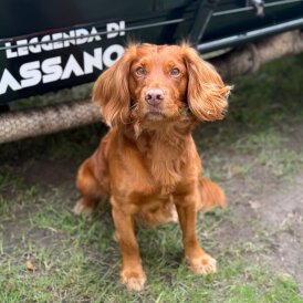 Working Cocker Spaniel