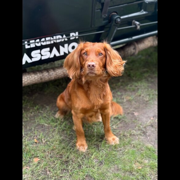 Cocker Spaniel (Working)