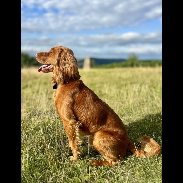 Cocker Spaniel (Working)