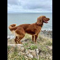 Cocker Spaniel (Working)