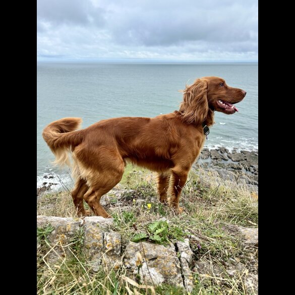 Cocker Spaniel (Working)