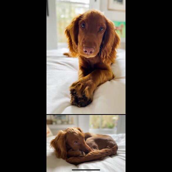 Cocker Spaniel (Working)