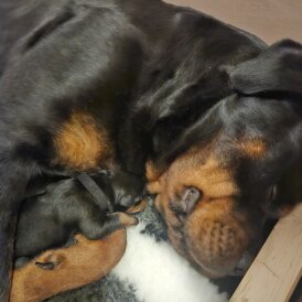 Rottweiler