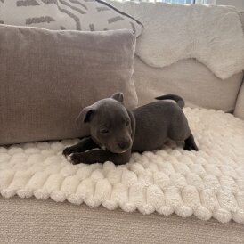 Staffordshire Bull Terrier