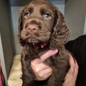 Working Cocker Spaniel