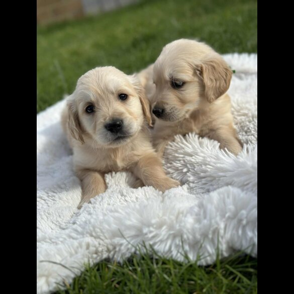 Golden Retriever