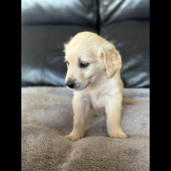 Golden Retriever