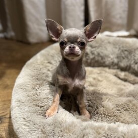 Chihuahua