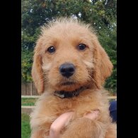 Labradoodle