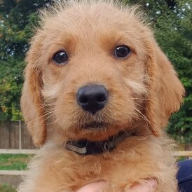 Labradoodle