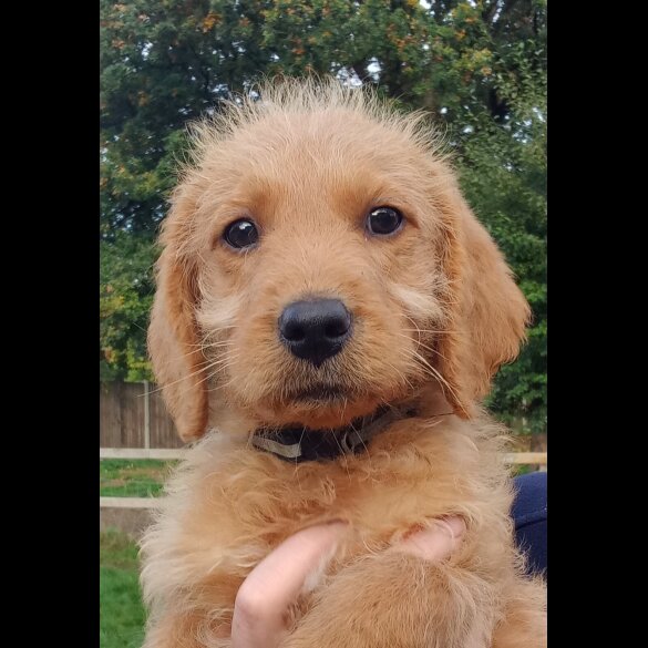 Labradoodle