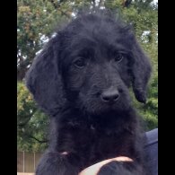 Labradoodle