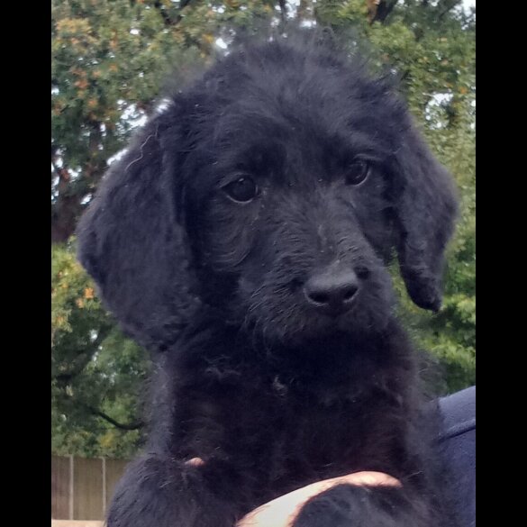 Labradoodle