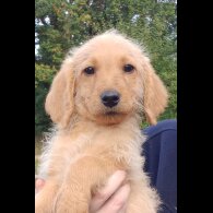 Labradoodle