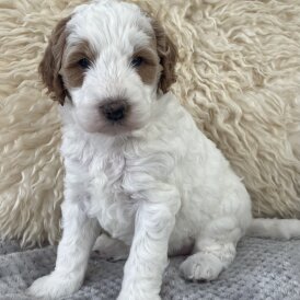 Labradoodle - Both