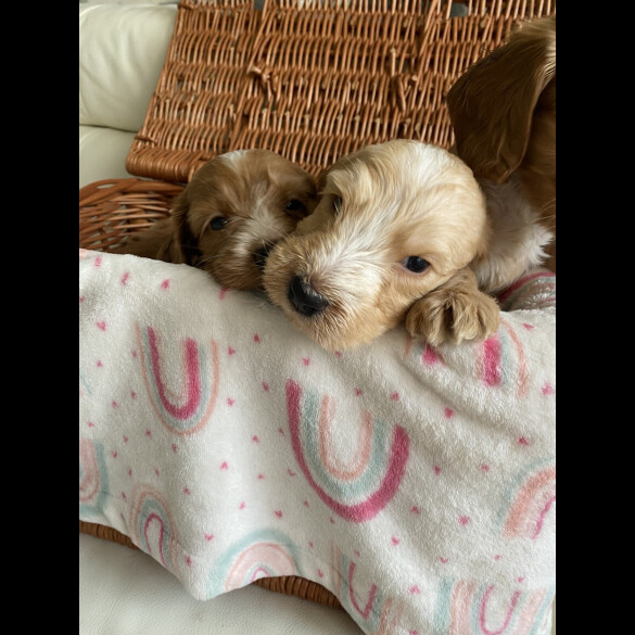 Labradoodle