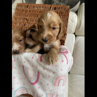 Labradoodle