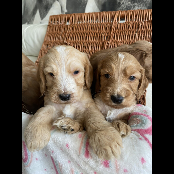 Labradoodle