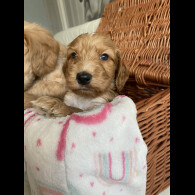 Labradoodle