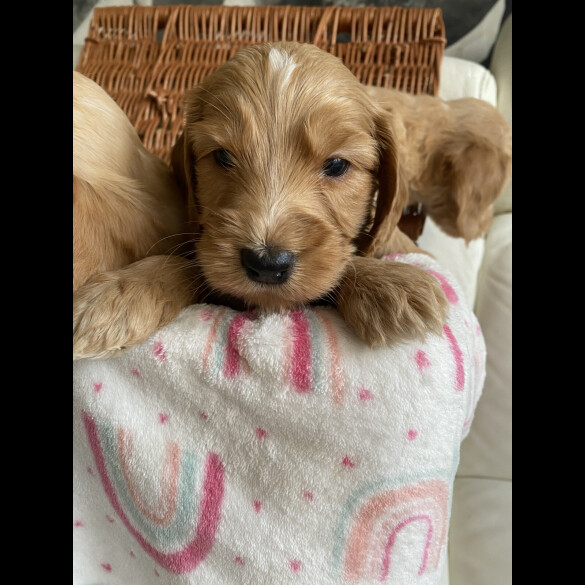 Labradoodle