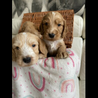 Labradoodle