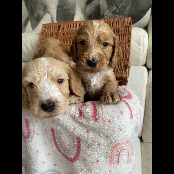 Labradoodle