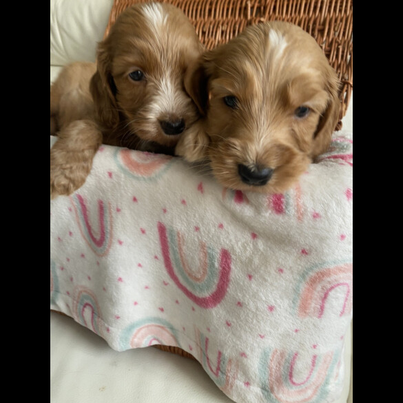 Labradoodle