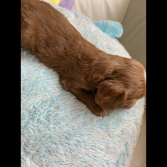 Labradoodle