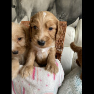 Labradoodle