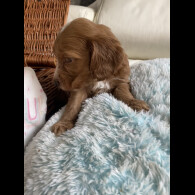 Labradoodle