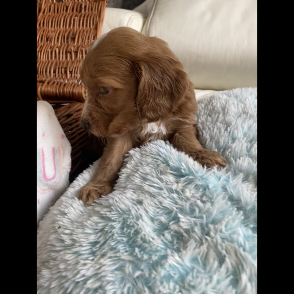 Labradoodle