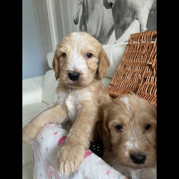 Labradoodle