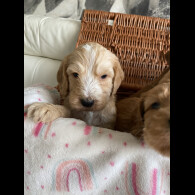 Labradoodle