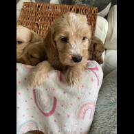 Labradoodle